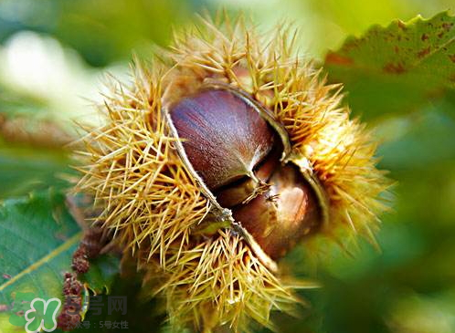 板栗為什么容易生蟲？板栗長蟲怎么辦？