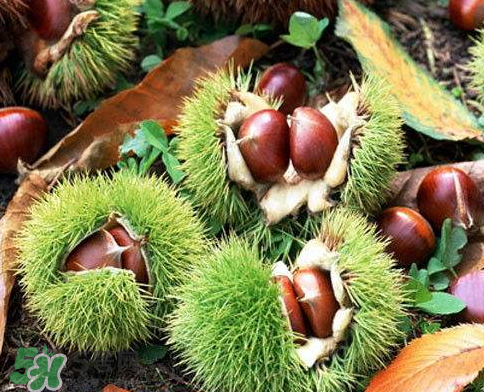 板栗為什么苦？板栗苦的能吃嗎？