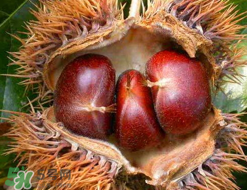 板栗為什么苦？板栗苦的能吃嗎？