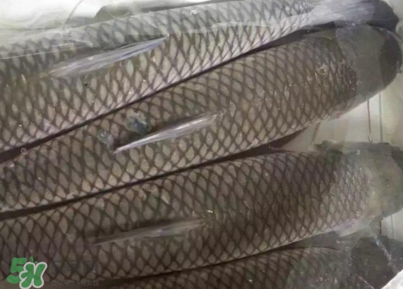 脆肉鯇怎么保存？脆肉鯇放冰箱冷藏好還是冷凍好？