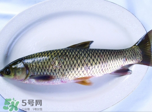 鯇魚是什么魚？鯇魚是怎樣來的