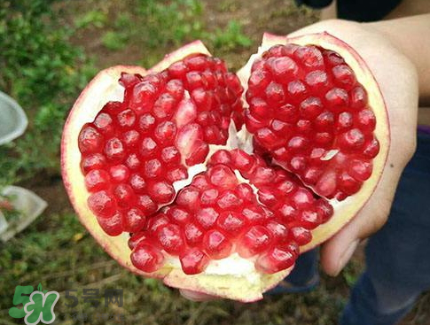 軟籽石榴什么時候成熟？軟籽石榴幾月份成熟？