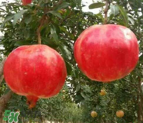 軟籽石榴什么時候成熟？軟籽石榴幾月份成熟？