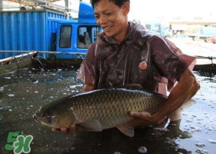 孕婦能吃脆肉鯇嗎？脆肉鯇只有中山能養(yǎng)嗎