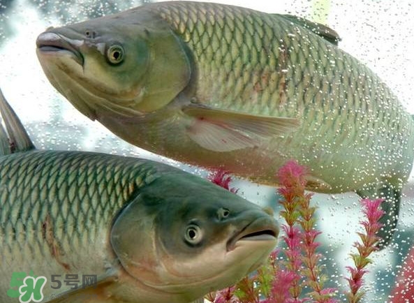 脆肉鯇吃什么的？脆肉鯇和皖魚有什么區(qū)別