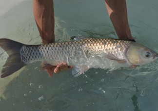 在北方能不能養(yǎng)殖脆肉鯇？脆肉鯇最早什么時(shí)候出現(xiàn)