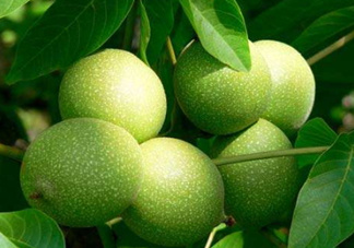 濕核桃孕婦可以吃嗎？孕婦吃新鮮濕核桃還是干核桃好？