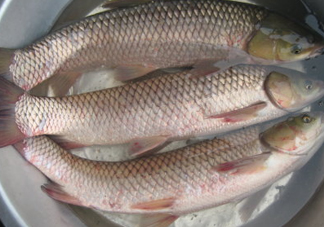 鯇魚是什么魚？鯇魚是怎樣來的