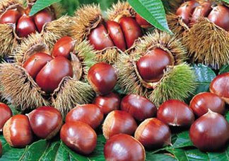 板栗為什么苦？板栗苦的能吃嗎？