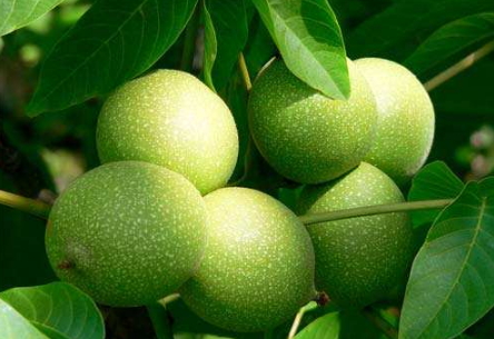 濕核桃孕婦可以吃嗎？孕婦吃新鮮濕核桃還是干核桃好？