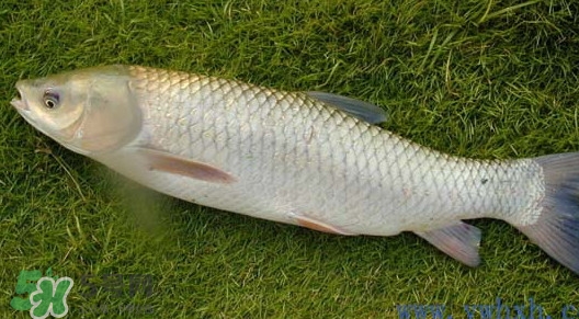 草魚怎么養(yǎng)殖成脆肉鯇？脆肉鯇養(yǎng)殖條件及技術(shù)