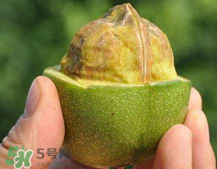 青皮核桃可以冷凍嗎？青皮核桃可以冷藏嗎？