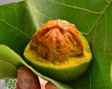 青皮核桃可以冷凍嗎？青皮核桃可以冷藏嗎？