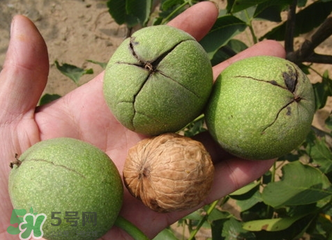 青皮核桃可以放冰箱嗎 青皮核桃能放多久 青皮核桃可以放冰箱嗎 青皮核桃能放多久