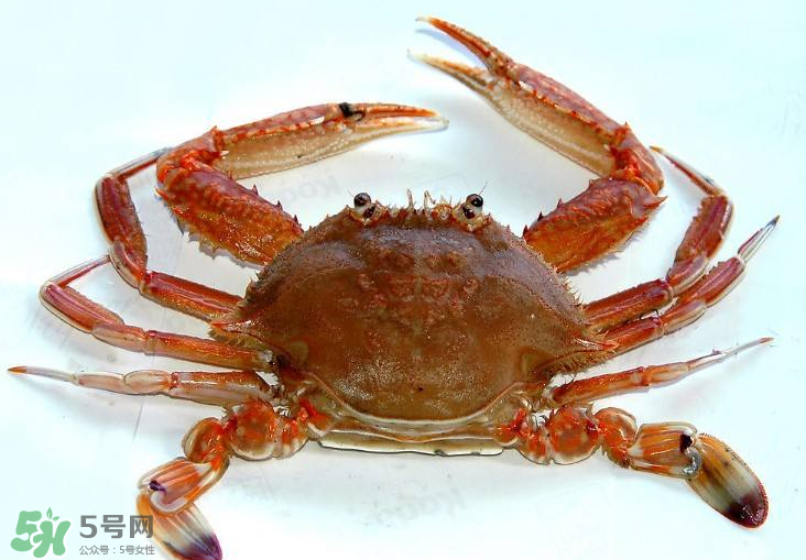 哪種螃蟹不能吃？什么樣的螃蟹不能吃？
