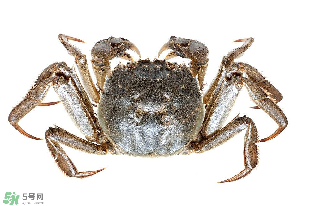 哪種螃蟹不能吃？什么樣的螃蟹不能吃？