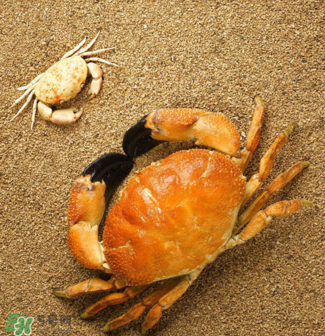 哪種螃蟹適合做香辣蟹？香辣蟹是用什么蟹做的？