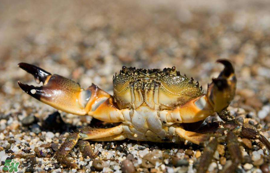 哪種螃蟹適合做香辣蟹？香辣蟹是用什么蟹做的？