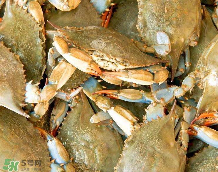 哪種螃蟹適合做香辣蟹？香辣蟹是用什么蟹做的？