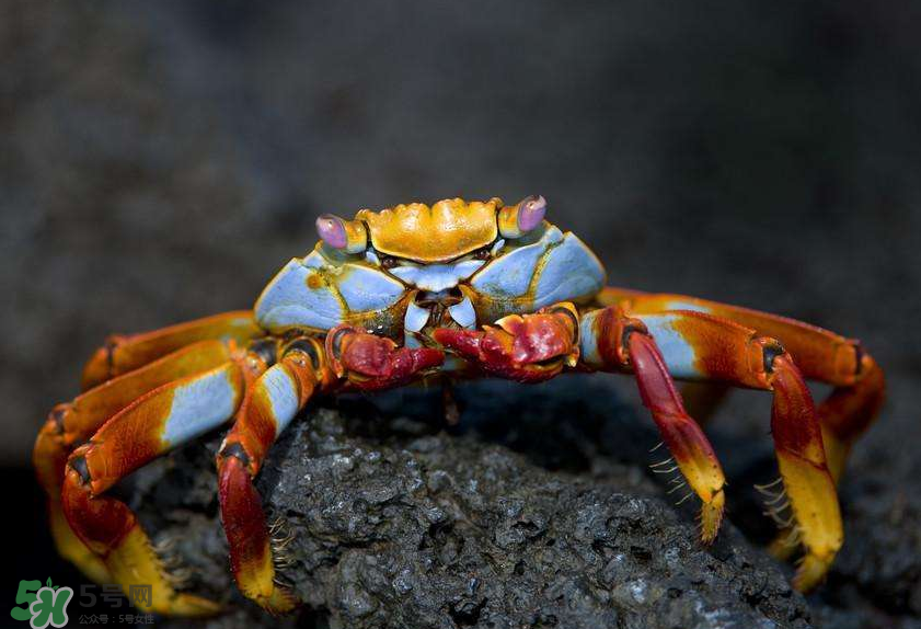 哪種螃蟹適合做香辣蟹？香辣蟹是用什么蟹做的？