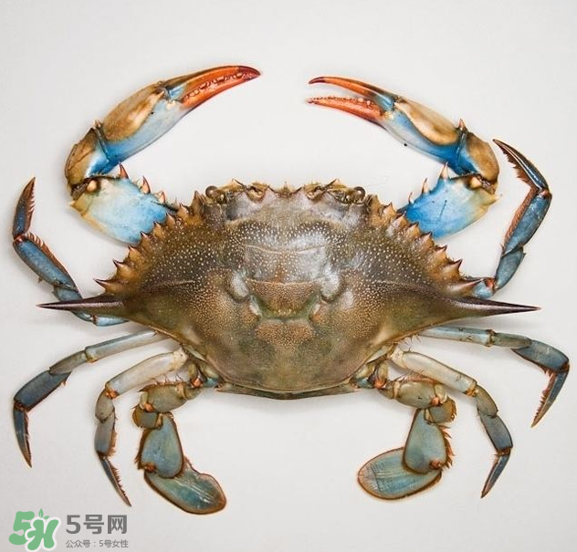 蟹膏是綠色的嗎？蟹膏是黑色的能吃嗎？