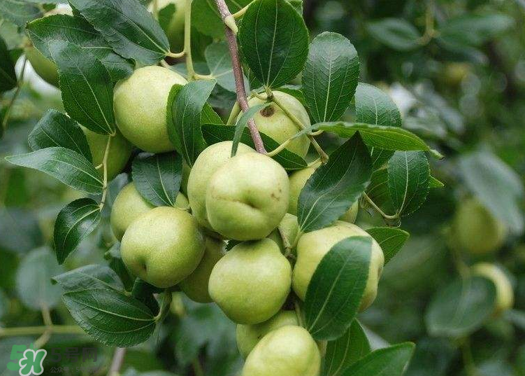 青棗是酸性還是堿性？