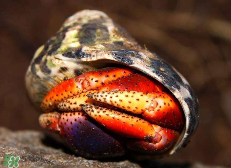 寄居蟹能吃嗎？寄居蟹怎么吃？