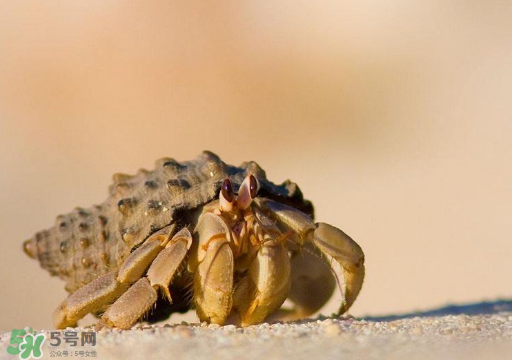 寄居蟹能吃嗎？寄居蟹怎么吃？