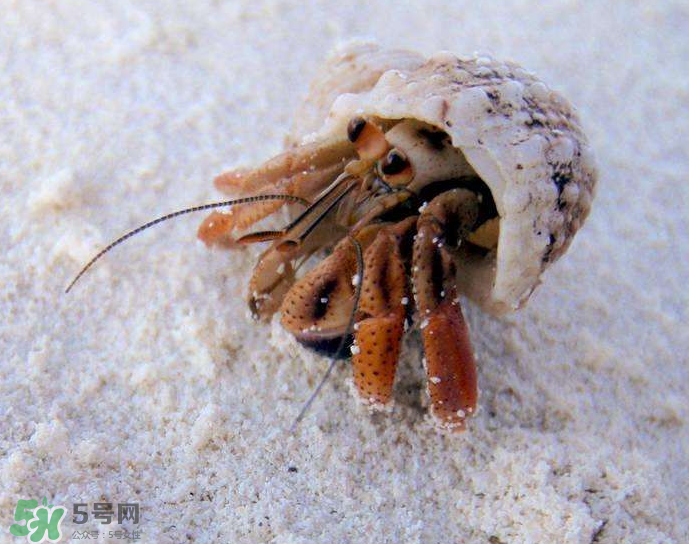 寄居蟹吃什么？寄居蟹怎么養(yǎng)？