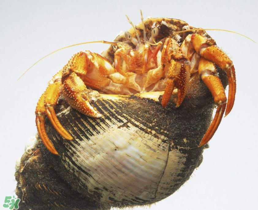 寄居蟹吃什么？寄居蟹怎么養(yǎng)？