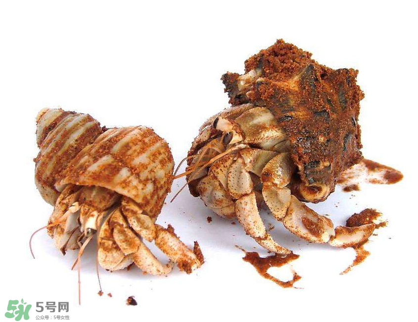 寄居蟹吃什么？寄居蟹怎么養(yǎng)？