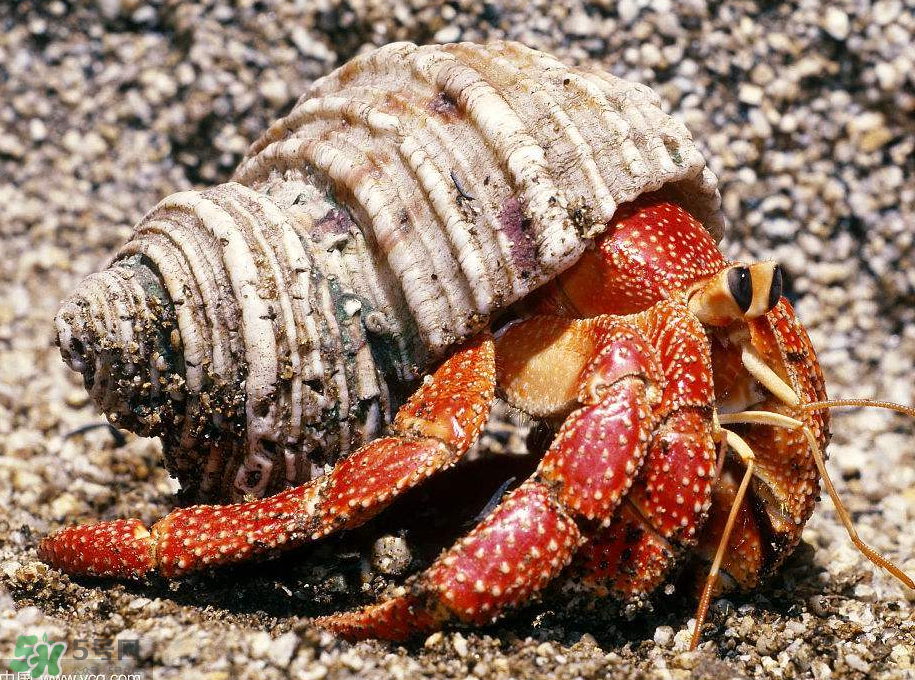 寄居蟹吃什么？寄居蟹怎么養(yǎng)？