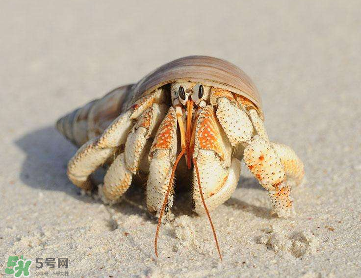 寄居蟹吃什么？寄居蟹怎么養(yǎng)？