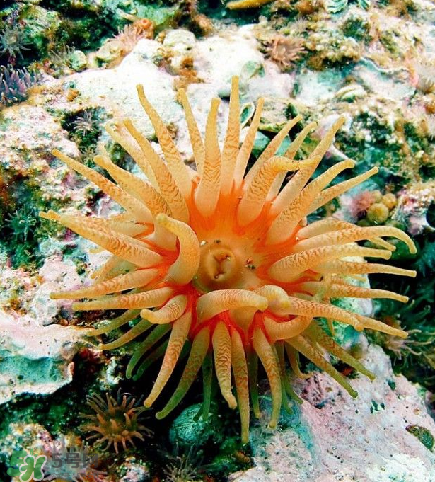 ?？艹詥幔亢？趺闯裕?></p><h3>?？≈R(shí)</h3><p>?？菬o(wú)脊椎動(dòng)物，腔腸動(dòng)物門(mén)，珊瑚綱，單體的兩胚層低等動(dòng)物。其無(wú)外骨骼，全部生活于海洋中。暖海中的個(gè)體較大，體呈圓柱形，下端(基部)稍膨大，稱基盤(pán)，能分泌粘液。由于粘液和肌肉的作用，可固著在淺水的巖石、木樁或貝殼、蟹螯上，有的種類一旦固著后便不再移動(dòng)，也有的種類可在上面微微滑動(dòng)。上端為扁圓的口盤(pán)，中央有1個(gè)長(zhǎng)縫狀的口，一般在口的兩側(cè)各有1個(gè)較窄的凹陷，稱為口道溝，口道溝壁上的細(xì)胞具有纖毛，當(dāng)纖毛擺動(dòng)時(shí)，可引起含有微小生物的新鮮水流沿口道溝不斷進(jìn)入消化腔，不僅可以獲得食物，也可進(jìn)行氣體交換，含有代謝廢物的水流，再經(jīng)口道和口的中央部分流出。</p><p>口盤(pán)的邊緣具有很多(一般是6的倍數(shù))圓錐狀的中空觸手，排成1圈、2圈或多圈。當(dāng)所有觸手全部伸展開(kāi)，頗象1朵葵花，故稱“?？薄Ｒ坏┦艿酱碳r(shí)，觸手和身體便收縮成1個(gè)小球狀，經(jīng)過(guò)一段時(shí)間，又會(huì)逐漸伸展開(kāi)來(lái)。觸手上面生有刺細(xì)胞，可用來(lái)麻醉和捕獲小魚(yú)、小蝦等動(dòng)物，并將它們送入口內(nèi)，在消化腔(胃腔)內(nèi)進(jìn)行細(xì)</p><p>胞外消化。消化腔較為復(fù)雜，由上而下形成許多大小不一的成對(duì)隔膜，具有擴(kuò)大消化和吸收面積的作用。其體色多種，常見(jiàn)的有淡黃色、淡褐色、綠色、紅色、藍(lán)色、灰色、橙色和白色。有的種類體壁上常有一些疣狀突起，一般有保護(hù)作用，或能從上面的小孔放出白色毒絲，或用來(lái)粘上砂粒、小貝殼等，或從突起上的刺絲囊中放射出刺絲，最常見(jiàn)的海葵有：綠?？?、黃海葵、紅?？统群？取?/p><p style=