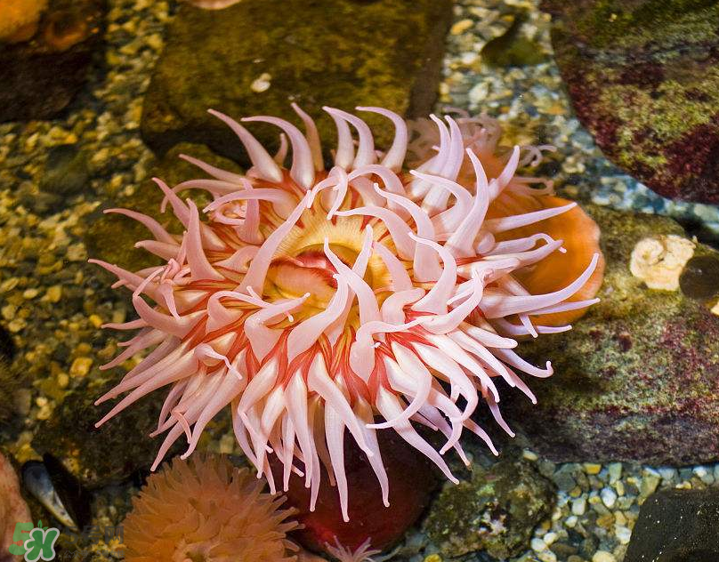 ?？艹詥幔亢？趺闯?？