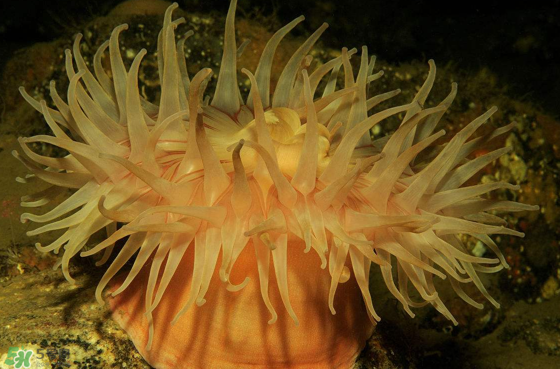 ?？艹詥幔亢？趺闯?？