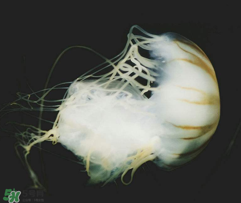 海蜇不泡能吃嗎？海蜇可以直接吃嗎？