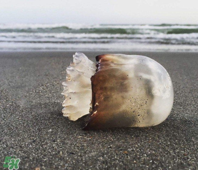 海蜇不泡能吃嗎？海蜇可以直接吃嗎？