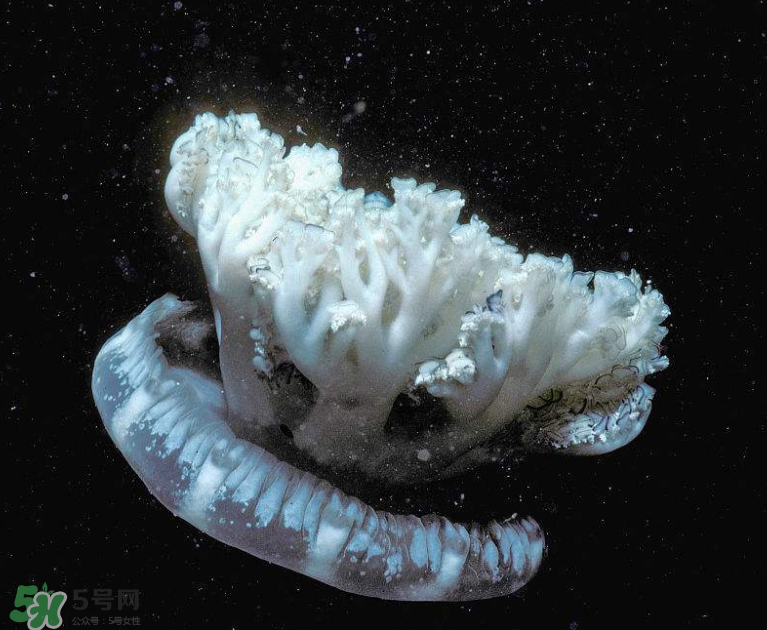 海蜇不泡能吃嗎？海蜇可以直接吃嗎？