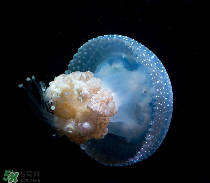 海蜇不泡能吃嗎？海蜇可以直接吃嗎？