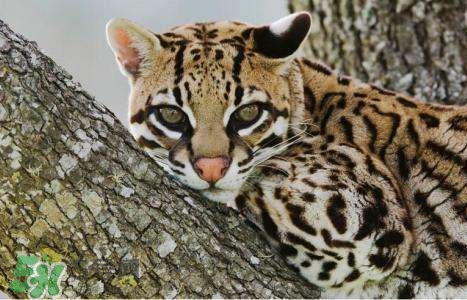 豹貓是豹子和貓生的嗎？豹貓是國家保護動物嗎