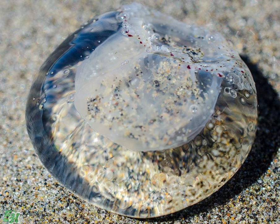 被海蜇蜇傷怎么處理？被海蜇咬了什么癥狀？