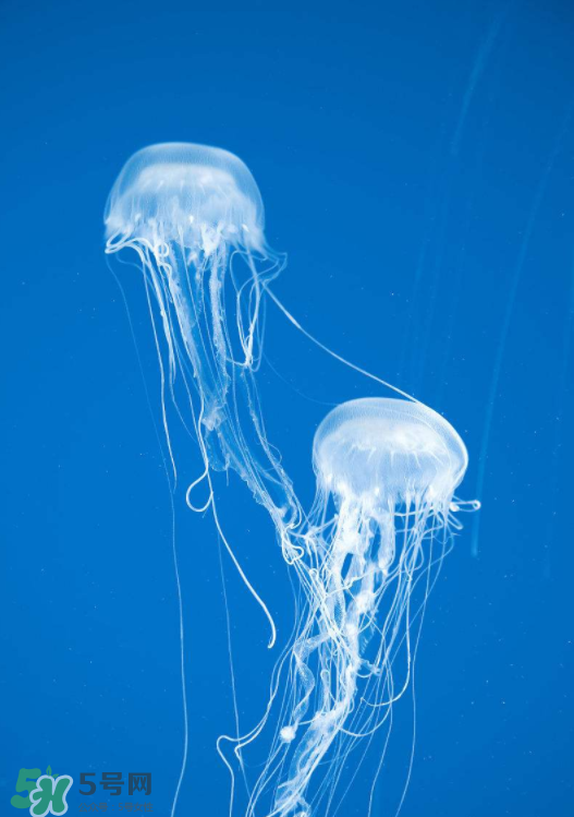 被海蜇蜇傷怎么處理？被海蜇咬了什么癥狀？