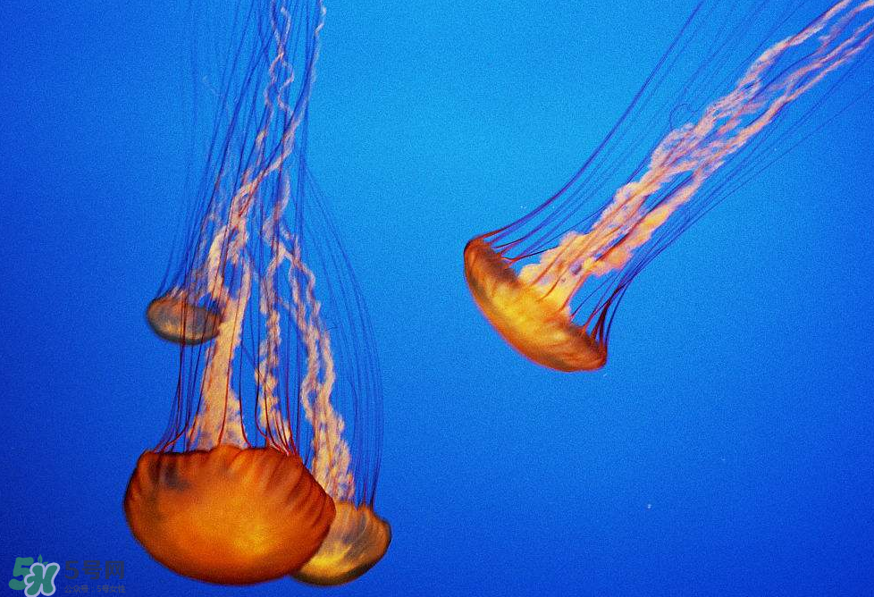 被海蜇蜇傷怎么處理？被海蜇咬了什么癥狀？