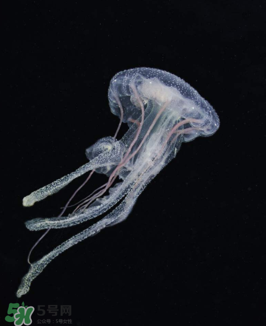 被海蜇蜇傷怎么處理？被海蜇咬了什么癥狀？