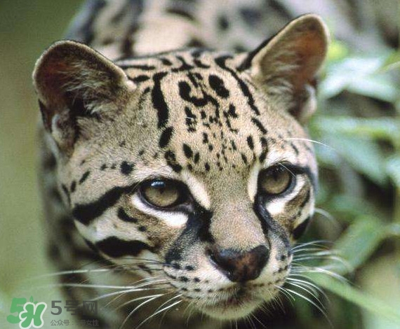 豹貓好養(yǎng)嗎？豹貓是幾級保護動物