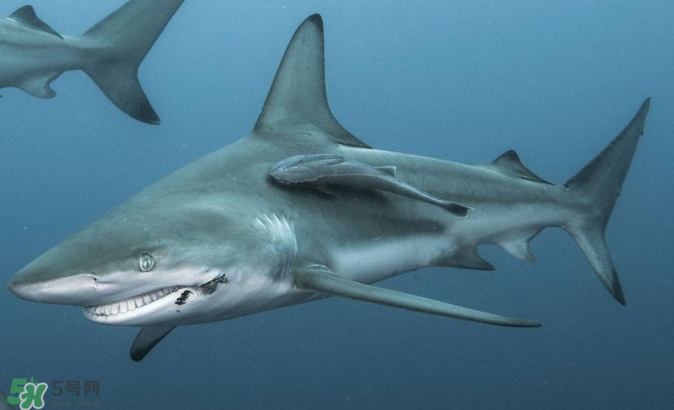 鯊魚(yú)被割魚(yú)翅會(huì)死嗎？鯊魚(yú)沒(méi)有魚(yú)翅還能活嗎？
