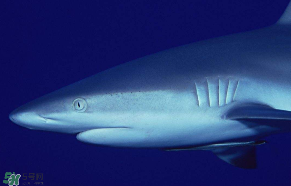 鯊魚(yú)被割魚(yú)翅會(huì)死嗎？鯊魚(yú)沒(méi)有魚(yú)翅還能活嗎？