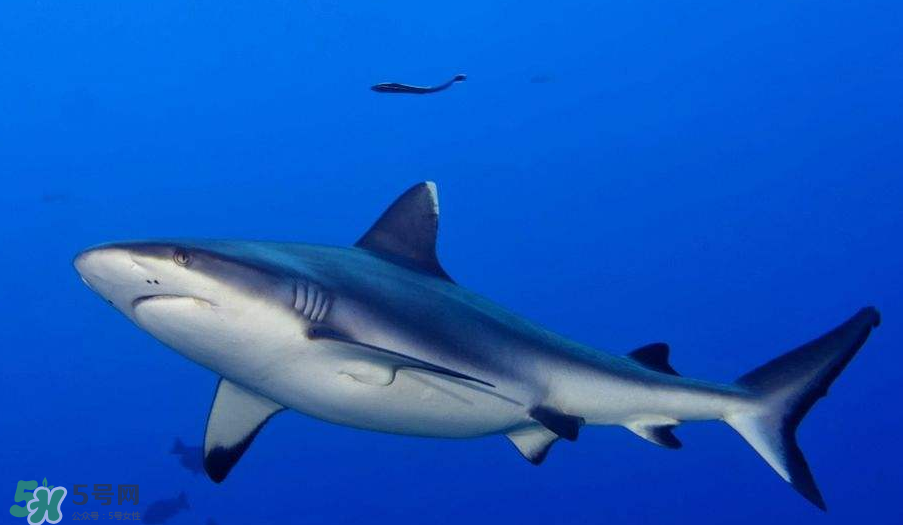 鯊魚(yú)被割魚(yú)翅會(huì)死嗎？鯊魚(yú)沒(méi)有魚(yú)翅還能活嗎？