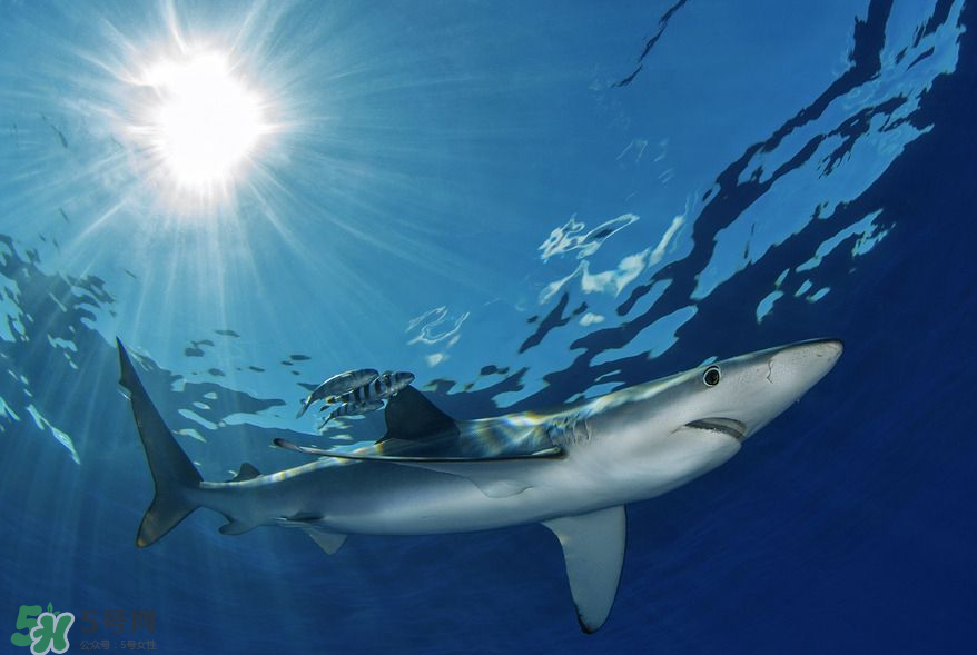 鯊魚(yú)被割魚(yú)翅會(huì)死嗎？鯊魚(yú)沒(méi)有魚(yú)翅還能活嗎？